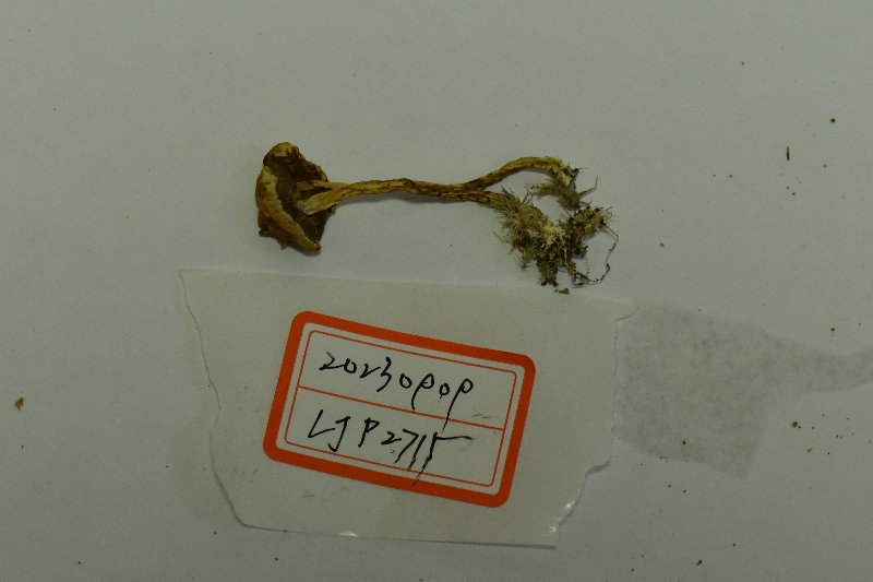 梭孢南方牛肝菌