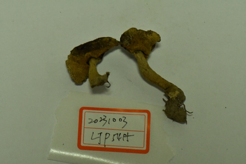 长囊圆孔牛肝菌