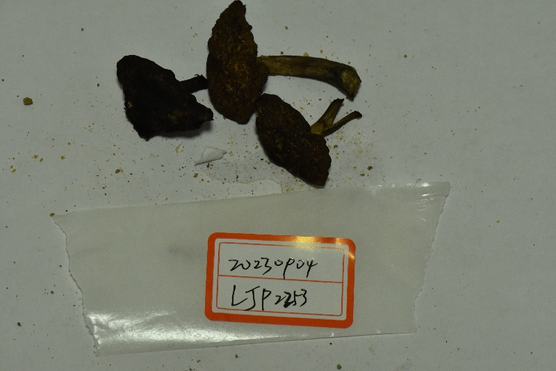 黑点厚瓤牛肝菌