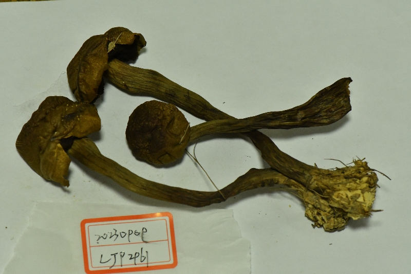 Boletellus areolatus