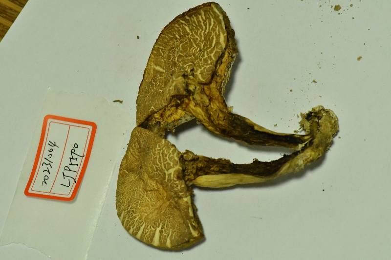 绒盖牛肝菌属一种