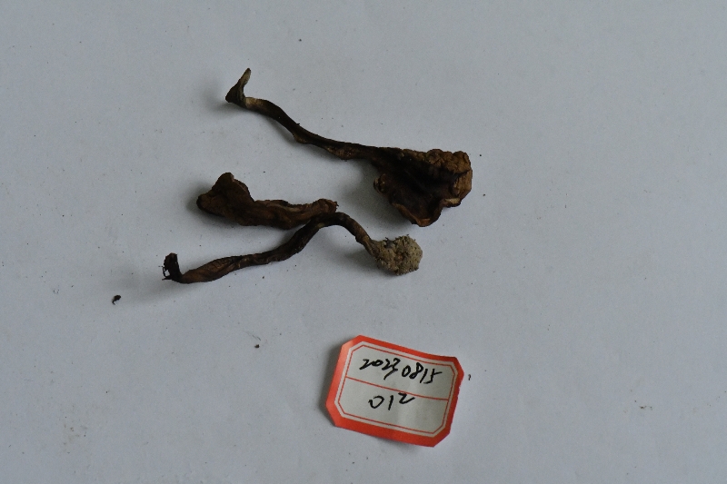 木生条孢牛肝菌近似种