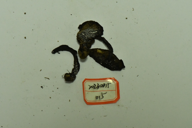 中华网柄牛肝菌