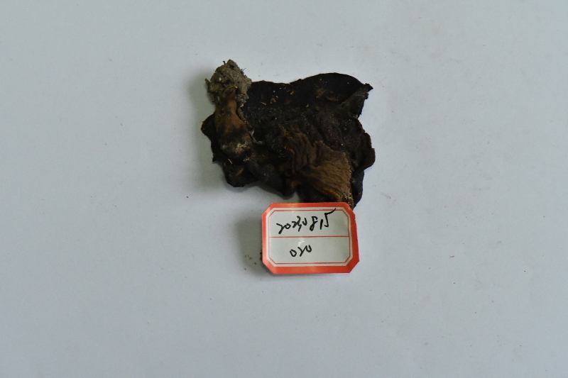 长囊圆孔牛肝菌