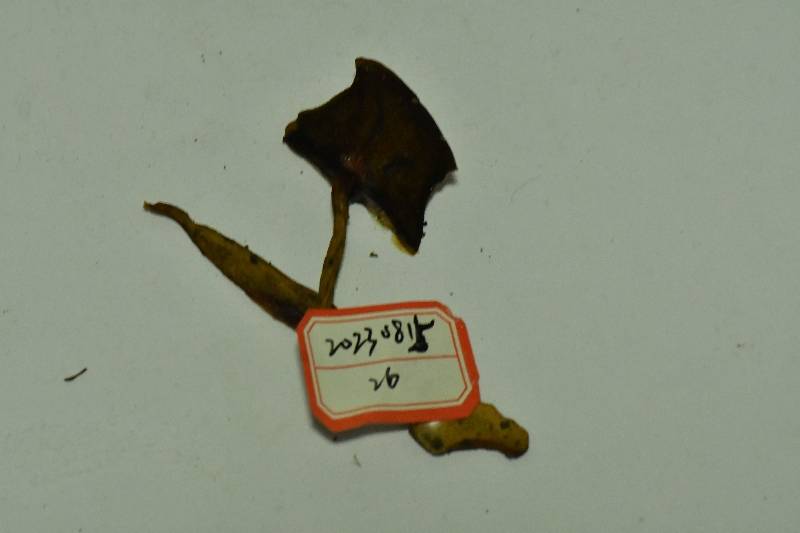 金牛肝菌属一种