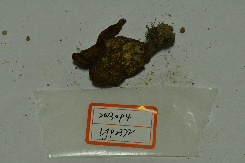 假烟色红孢牛肝菌