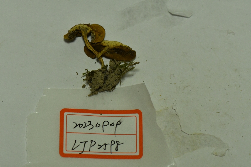 亚小绒盖牛肝菌