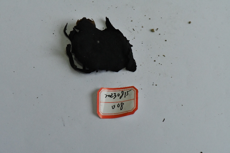 黑点厚瓤牛肝菌