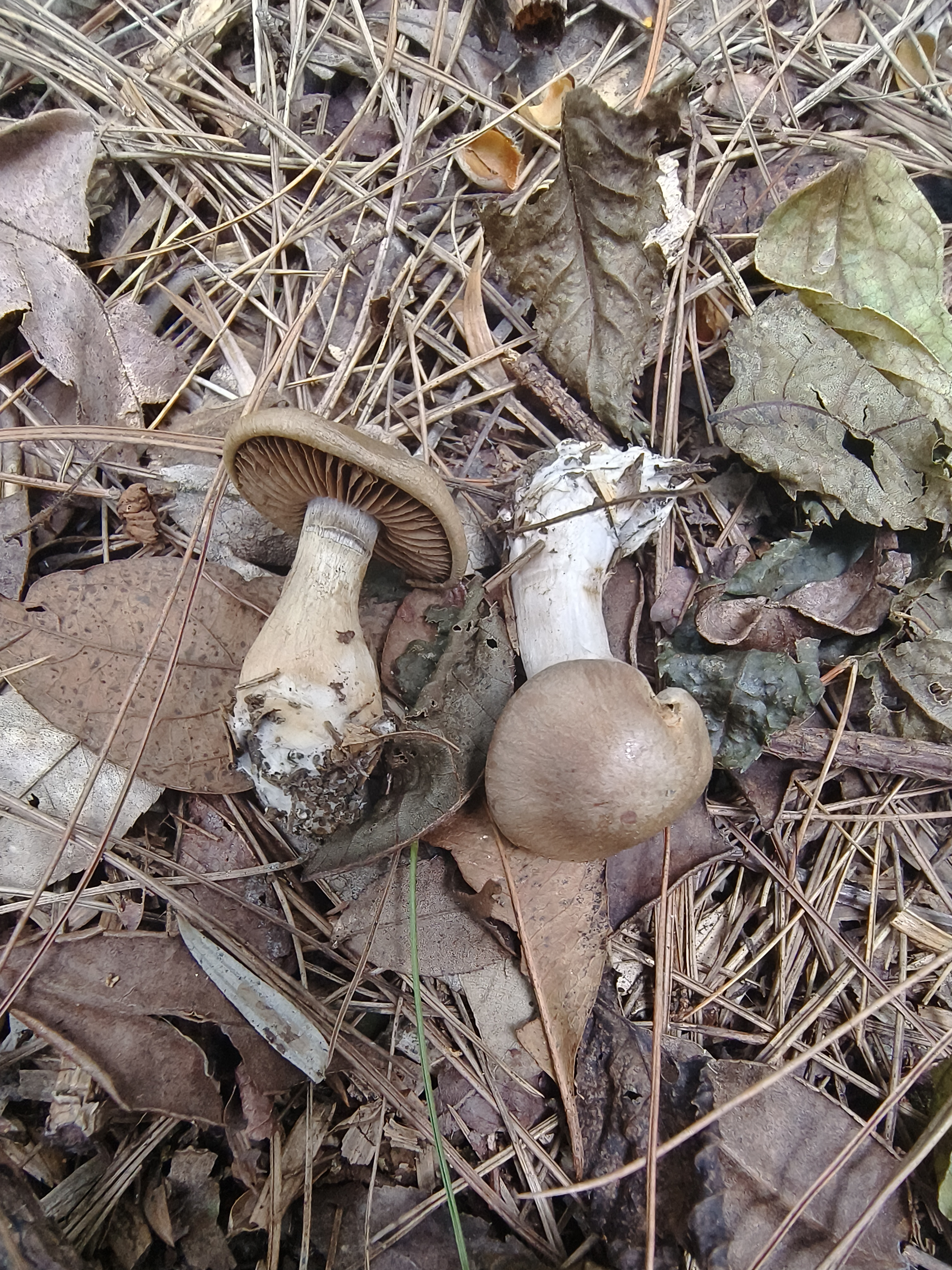 Cortinarius mariandrus