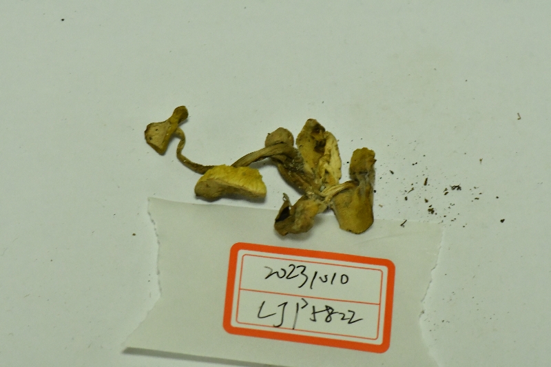 萝卜味金牛肝菌