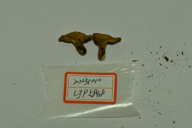 橙黄粉孢牛肝菌