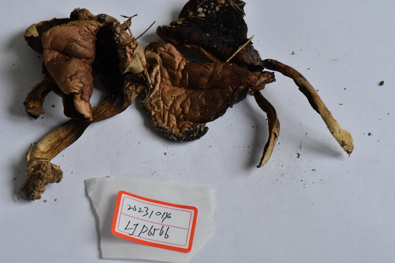 隐纹条孢牛肝菌