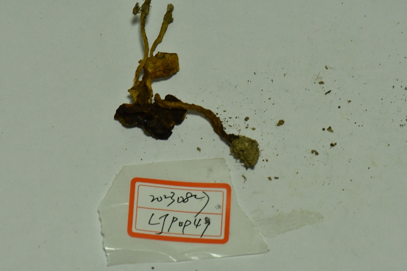 金牛肝菌属一种