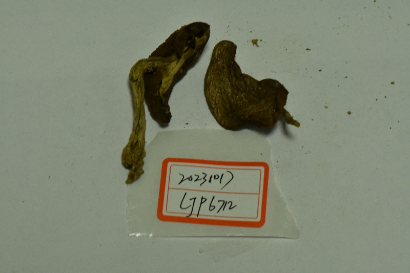 萝卜味金牛肝菌