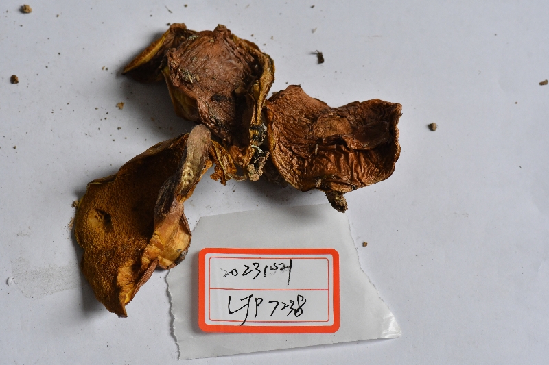 厚环乳牛肝菌近似种