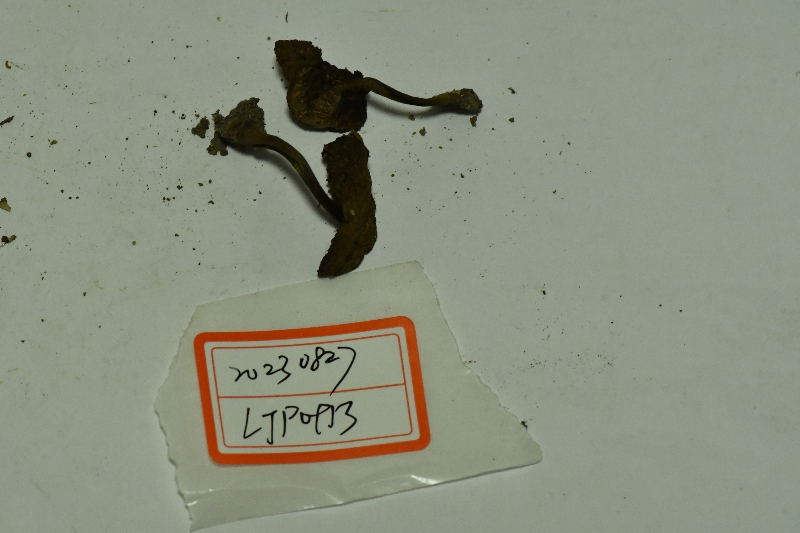 黑斑厚瓤牛肝菌