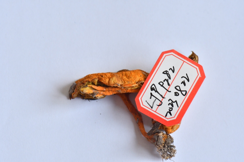 小橙黄金牛肝菌