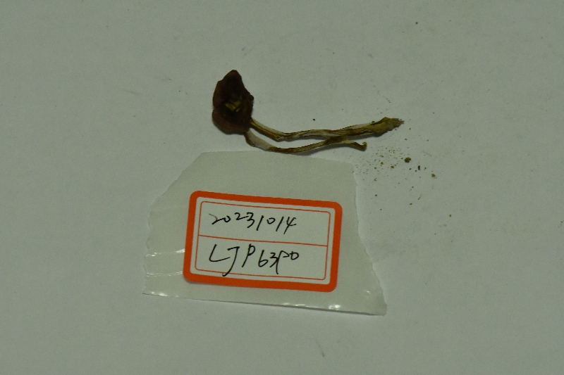 金牛肝菌属一种