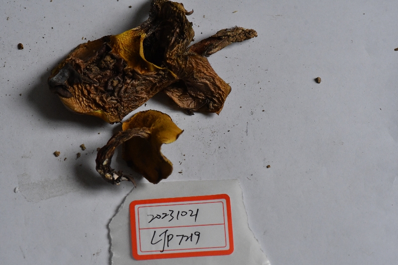 厚环乳牛肝菌近似种