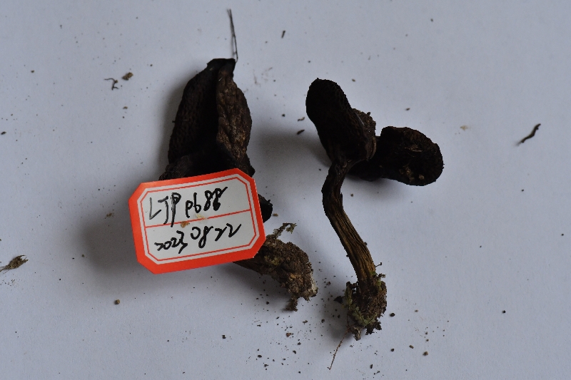 黑斑厚瓤牛肝菌