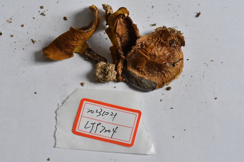 厚环乳牛肝菌近似种