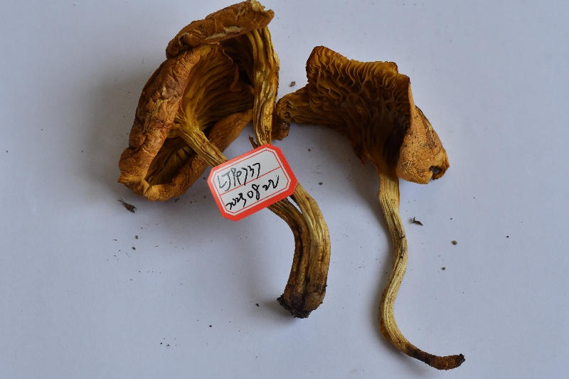 褶孔牛肝菌属一种