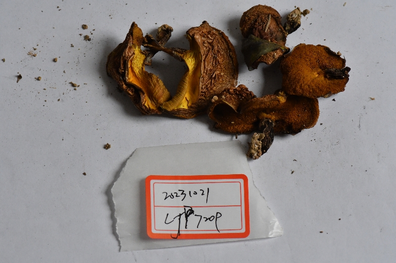 厚环乳牛肝菌近似种