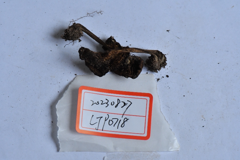 黑斑厚瓤牛肝菌