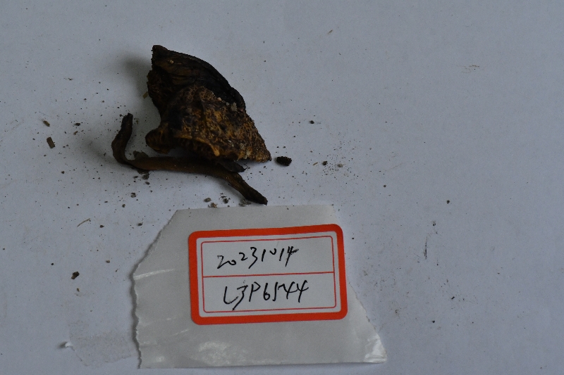 黑斑厚瓤牛肝菌