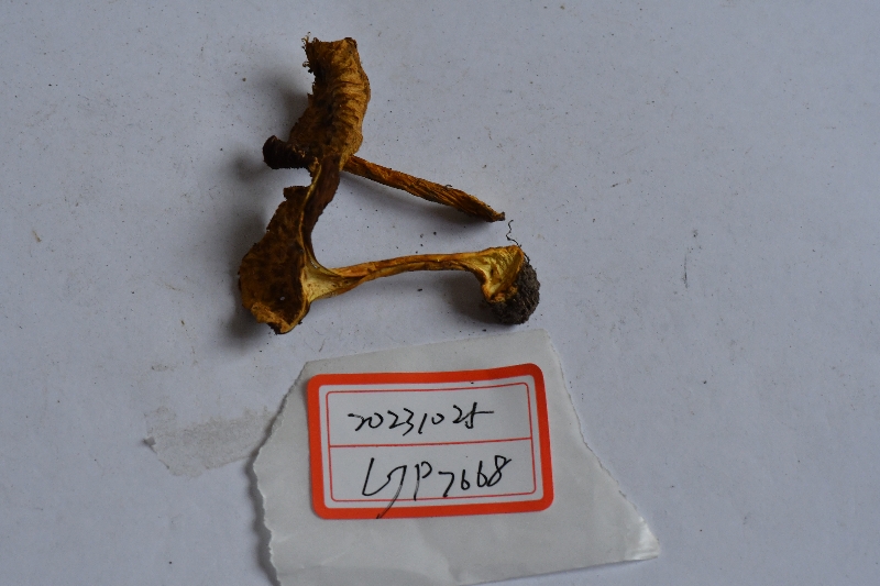 翘鳞蛋黄丝盖伞