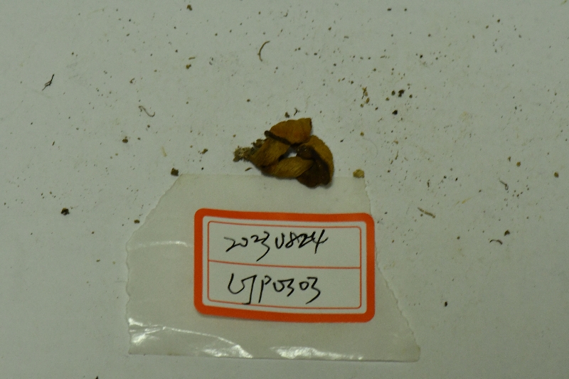 黄盖粉孢牛肝菌