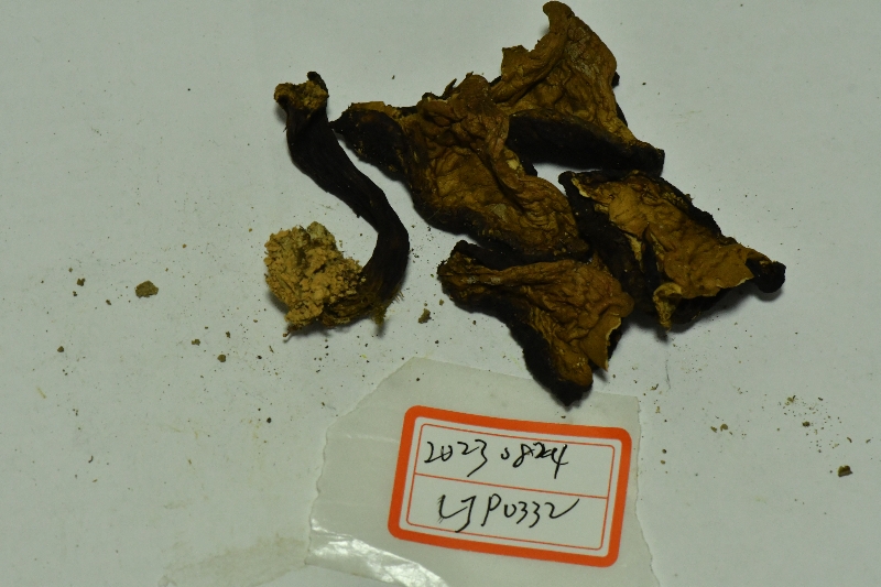 隐纹条孢牛肝菌