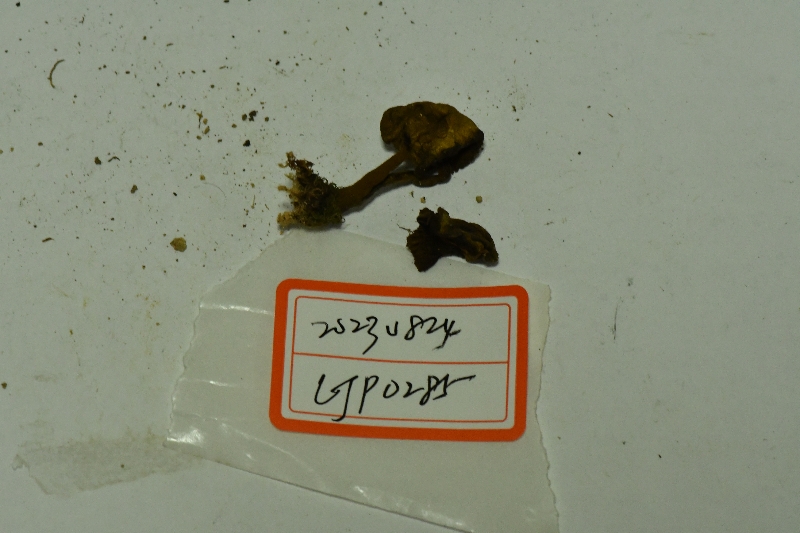 密鳞厚瓤牛肝菌