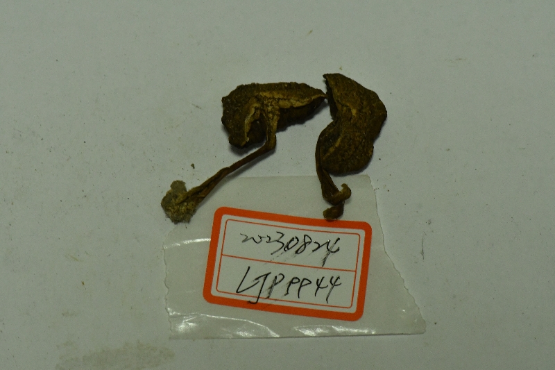 密鳞厚瓤牛肝菌