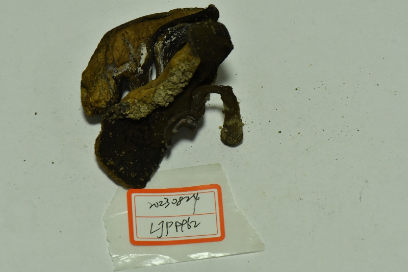 海南黄肉牛肝菌