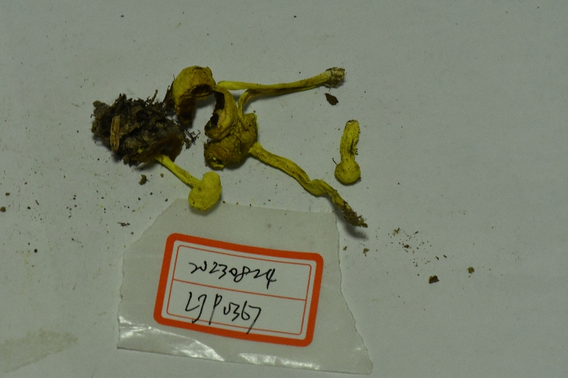 褐斑粉末牛肝菌