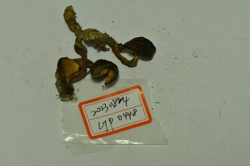 中华栗色金牛肝菌