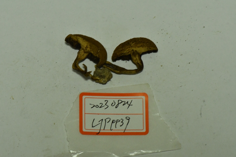 密鳞厚瓤牛肝菌