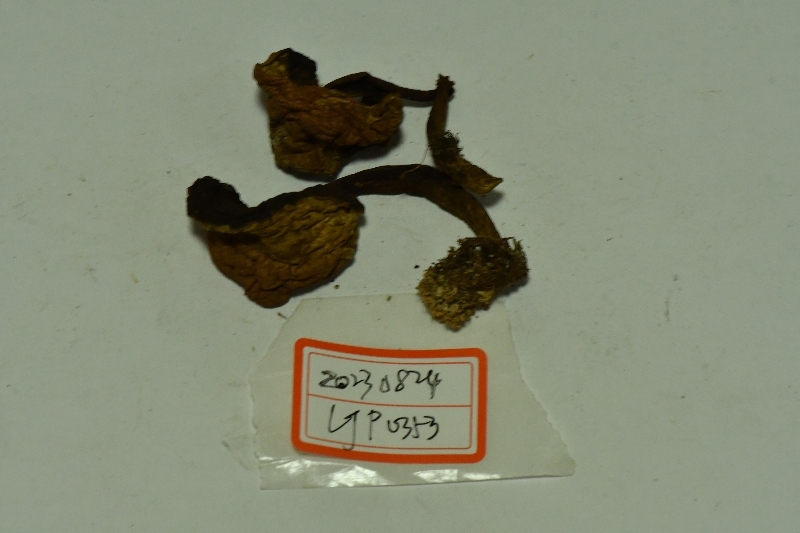 隐纹条孢牛肝菌