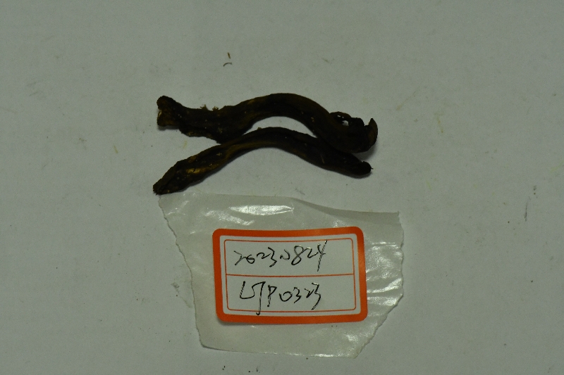 隐纹条孢牛肝菌