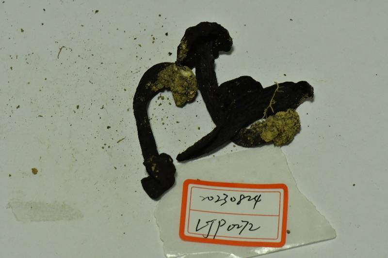 黑紫变黑牛肝菌