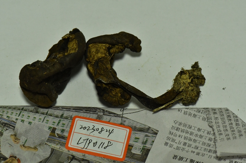 海南黄肉牛肝菌