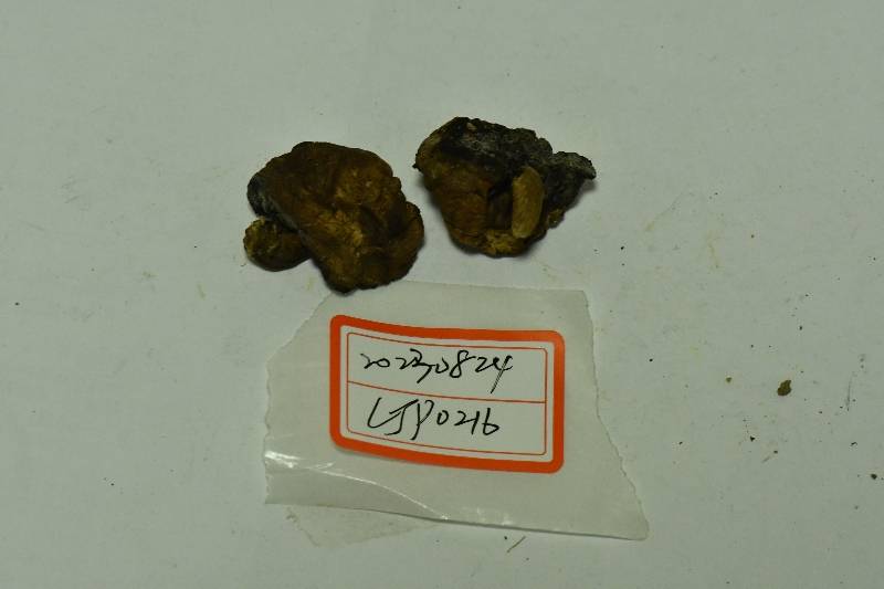 黑斑厚瓤牛肝菌