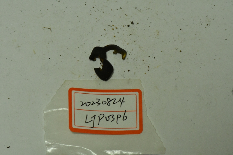 窄囊裘氏牛肝菌