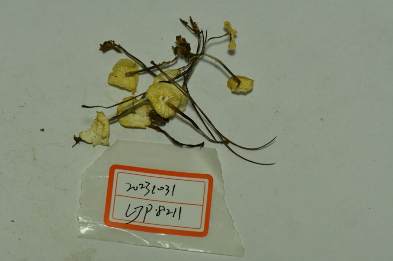 芸苔裸脚伞近缘种