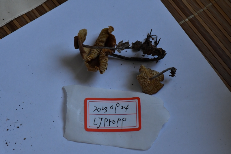 绒毛柄拟金钱菌