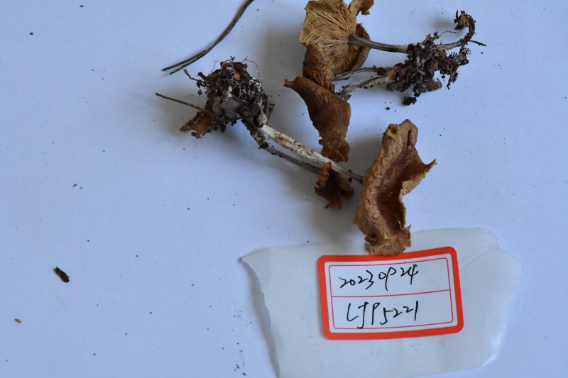 绒毛柄拟金钱菌