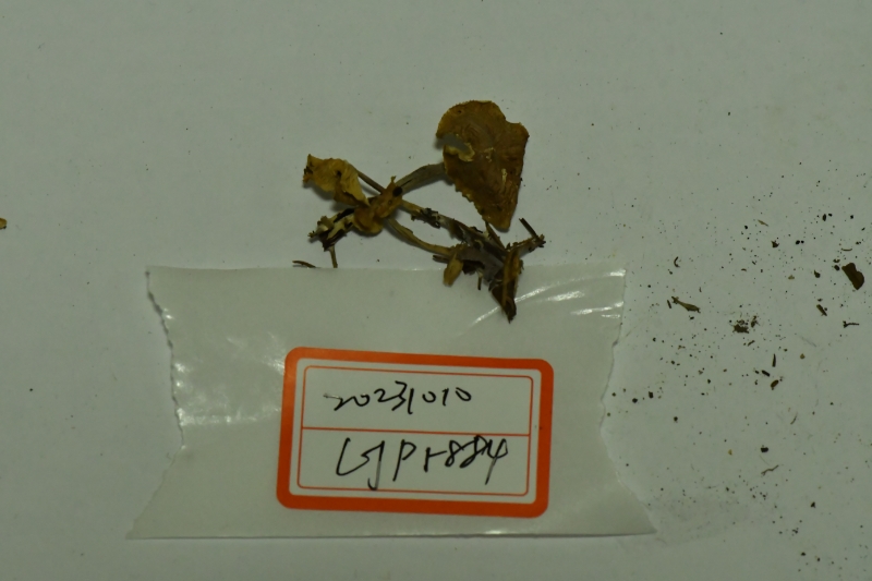 芸苔裸脚伞近缘种