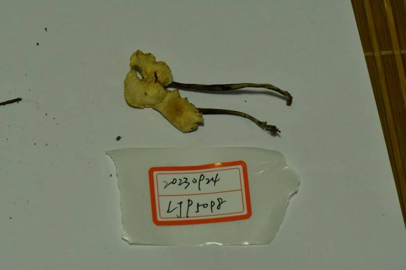 芸苔裸脚伞近缘种