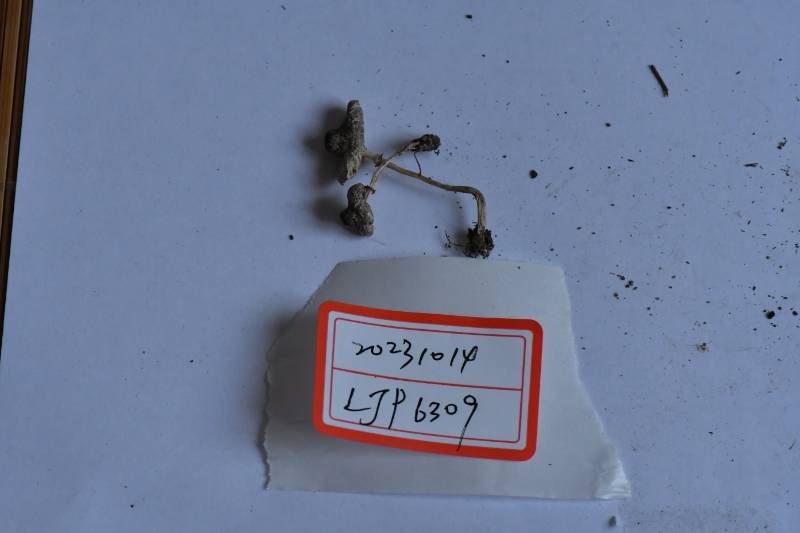 黑顶环柄菇近似种